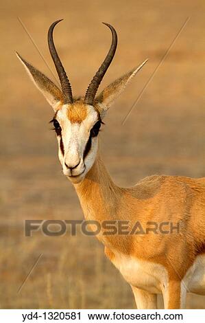 Springboks antidorcas marsupialis, Kgalagadi Transfrontier Park, Kalahari desert, South Africa View Large Photo Image Stock Image - Springboks antidorcas marsupialis, Kgalagadi Transfrontier Park, Kalahari desert, South Africa. Fotosearch
