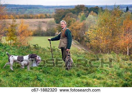 Springer Spaniel finding shot pheasants in woodland View Large Photo Image Stock Image - Springer Spaniel finding shot pheasants in woodland. Fotosearch
