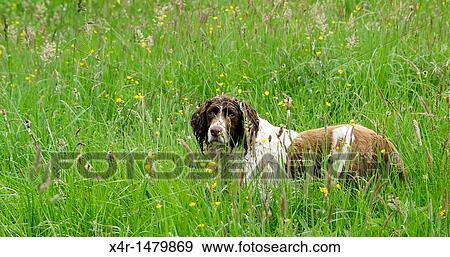 Springer Spaniel in a meadow. View Large Photo Image Stock Photo - Springer Spaniel in a meadow.. Fotosearch