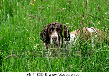 Stock Photo - Springer Spaniel in meadow grass. Fotosearch