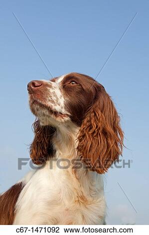 Springer Spaniel portrait View Large Photo Image Stock Image - Springer Spaniel portrait. Fotosearch