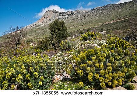 Springtime, a riot of Euphorbia and other wild flowers, above Agios Nikon in the Outer Mani, Southern Peloponnese, Greece View Large Photo Image Stock Photography - Springtime, a riot of Euphorbia and other wild flowers, above Agios Nikon in the Outer Mani, Southern Peloponnese, Greece. Fotosearch