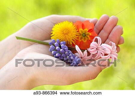 Springtime flowers View Large Photo Image Picture - Springtime flowers. Fotosearch