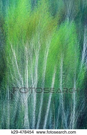 Picture - Springtime impressionism. Birch trees. Sudbury. Ontario, Canada. Fotosearch