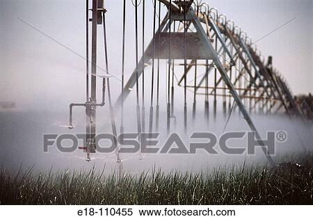 Sprinkler irrigation of onion field. Prosser, Washington, USA View Large Photo Image Stock Photography - Sprinkler irrigation of onion field. Prosser, Washington, USA. Fotosearch