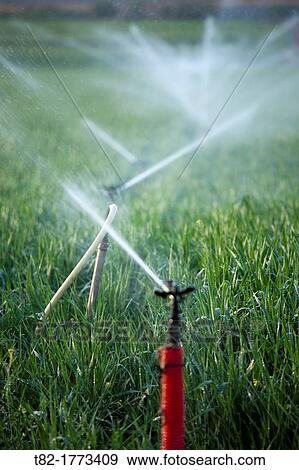 Sprinklers watering a field of cereals, Cordoba, Andalusia, Spain, Europe View Large Photo Image Stock Photo - Sprinklers watering a field of cereals, Cordoba, Andalusia, Spain, Europe. Fotosearch