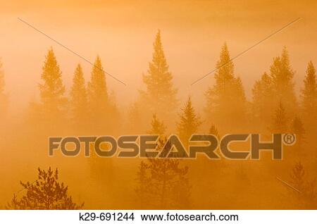 Spruce and pine trees with morning mist in leatherleaf bog Greater Sudbury Ontario Canada View Large Photo Image Picture - Spruce and pine trees with morning mist in leatherleaf bog Greater Sudbury Ontario Canada. Fotosearch