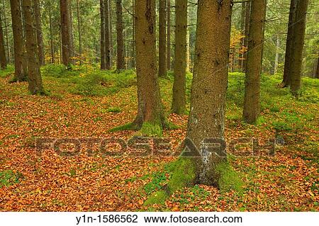 Spruce forest in autumn, Black Forest, Baden-Wurttemberg, Germany View Large Photo Image Stock Image - Spruce forest in autumn, Black Forest, Baden-Wurttemberg, Germany. Fotosearch