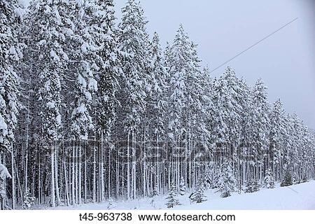 Stock Photo - Spruce forest in the Rocky Mountains, Jasper National Park, Alberta, Canada. Fotosearch
