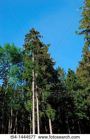 Spruce forest View Large Photo Image Stock Photo - Spruce forest. Fotosearch