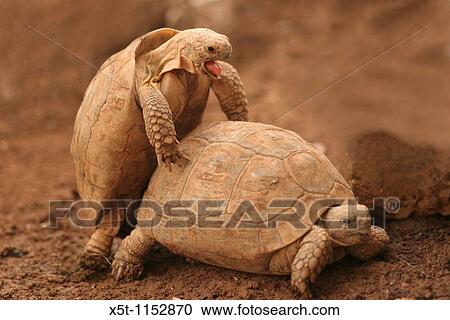 Stock Image - Spur-thighed Tortoise or Greek Tortoise Testudo graeca Mating Israel October 2009. Fotosearch