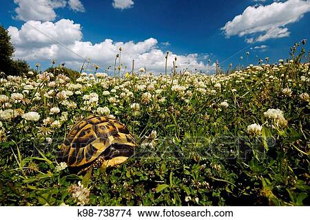 Spur-thighed Tortoise (Testudo graeca), Es Grau. Minorca, Balearic Islands, Spain View Large Photo Image Picture - Spur-thighed Tortoise (Testudo graeca), Es Grau. Minorca, Balearic Islands, Spain. Fotosearch