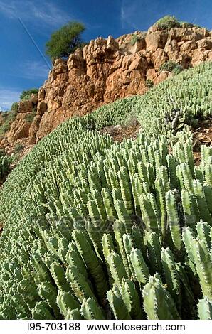 Spurges, Morocco View Large Photo Image Stock Photo - Spurges, Morocco. Fotosearch