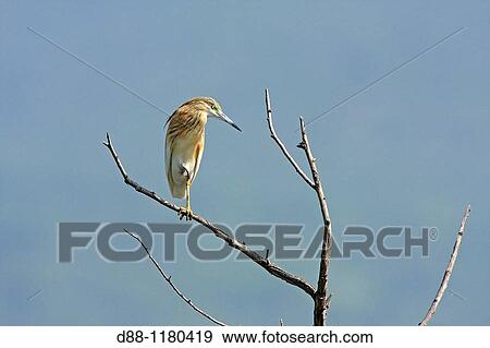 Squacco Heron Ardeola ralloides family: Ardeides order: ciconiiformes. View Large Photo Image Stock Photo - Squacco Heron Ardeola ralloides family: Ardeides order: ciconiiformes.. Fotosearch