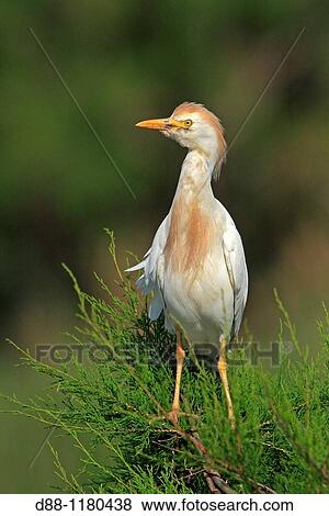 Squacco Heron Ardeola ralloides family: Ardeides order: ciconiiformes. View Large Photo Image Stock Photo - Squacco Heron Ardeola ralloides family: Ardeides order: ciconiiformes.. Fotosearch