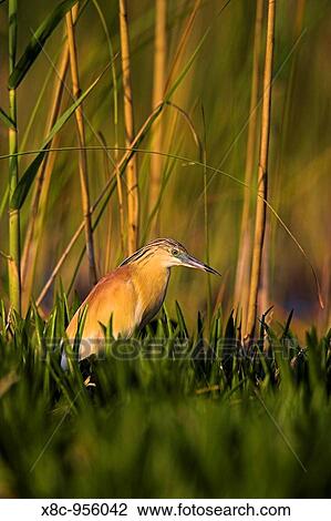 Stock Image - Squacco Heron Ardeola ralloides in the Danube Delta Europe, Eastern Europe, Romania, 2006. Fotosearch