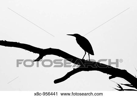 Squacco Heron Ardeola ralloides in the Danube Delta Europe, Eastern Europe, Romania, 2006 View Large Photo Image Stock Image - Squacco Heron Ardeola ralloides in the Danube Delta Europe, Eastern Europe, Romania, 2006. Fotosearch