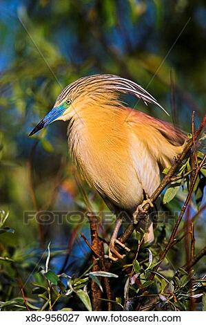 Squacco Heron Ardeola ralloides in the Danube Delta Europe, Eastern Europe, Romania, 2006 View Large Photo Image Stock Photo - Squacco Heron Ardeola ralloides in the Danube Delta Europe, Eastern Europe, Romania, 2006. Fotosearch