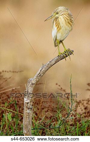 Squacco Heron (Ardeola ralloides), Doana National Park. Huelva province, Andalucia, Spain View Large Photo Image Stock Photograph - Squacco Heron (Ardeola ralloides), Doana National Park. Huelva province, Andalucia, Spain. Fotosearch
