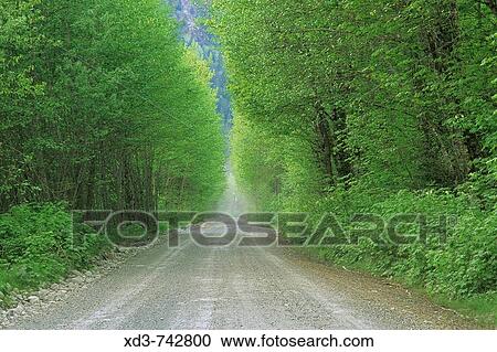 Squamish River Road. Coast Mountains, British Columbia, Canada View Large Photo Image Stock Image - Squamish River Road. Coast Mountains, British Columbia, Canada. Fotosearch