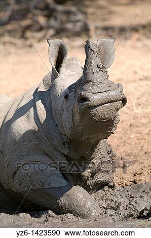 Square-lipped rhinoceros (Ceratotherium simum) mudbathing, Greater Kruger Park, South Africa View Large Photo Image Stock Image - Square-lipped rhinoceros (Ceratotherium simum) mudbathing, Greater Kruger Park, South Africa. Fotosearch