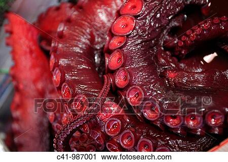 Squid at Tsukiji fish market, Tokyo, Japan View Large Photo Image Stock Image - Squid at Tsukiji fish market, Tokyo, Japan. Fotosearch