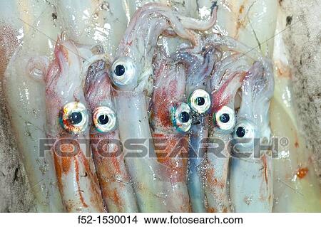 Squid fishing, Bay of Biscay, Cantabria, Spain, Europe View Large Photo Image Picture - Squid fishing, Bay of Biscay, Cantabria, Spain, Europe. Fotosearch