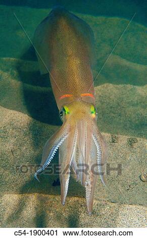 Stock Image - Squid Loligo vulgaris Eastern Atlantic Galicia Spain. Fotosearch