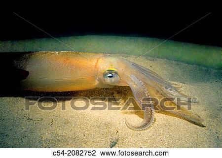 Squid (Loligo vulgaris). Eastern Atlantic. Galicia. Spain. View Large Photo Image Stock Image - Squid (Loligo vulgaris). Eastern Atlantic. Galicia. Spain.. Fotosearch