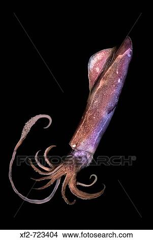 Squid View Large Photo Image Picture - Squid. Fotosearch