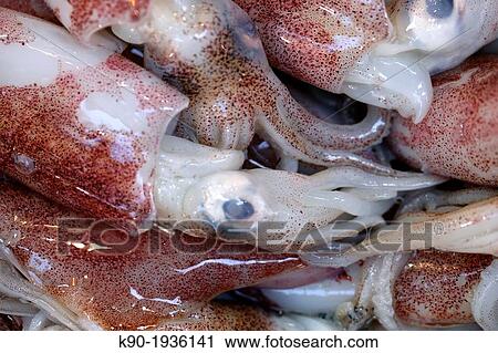 Squids View Large Photo Image Stock Image - Squids. Fotosearch