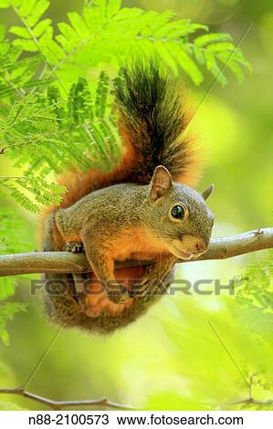 Squirrel Caracas Venezuela. View Large Photo Image Stock Image - Squirrel Caracas Venezuela.. Fotosearch