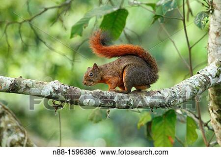 Squirrel, El Avila National Park, Caracas, Venezuela View Large Photo Image Stock Photograph - Squirrel, El Avila National Park, Caracas, Venezuela. Fotosearch