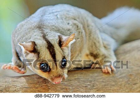 Stock Photo - Squirrel Glider (Petaurus norfolcensis), Queensland, Australia. Fotosearch