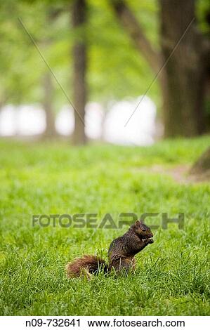 Squirrel in Central Park, New York City, USA View Large Photo Image Stock Image - Squirrel in Central Park, New York City, USA. Fotosearch