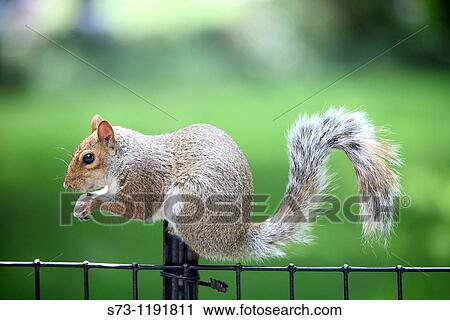 Squirrel in Madison Square Park, Manhattan, New York, USA View Large Photo Image Stock Image - Squirrel in Madison Square Park, Manhattan, New York, USA. Fotosearch
