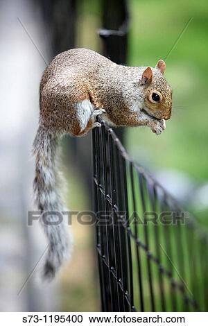 Squirrel in Madison Square Park, Manhattan, New York, USA View Large Photo Image Stock Image - Squirrel in Madison Square Park, Manhattan, New York, USA. Fotosearch