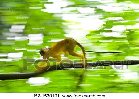 Squirrel monkey (Saimiri sp. ) View Large Photo Image Stock Image - Squirrel monkey (Saimiri sp. ). Fotosearch