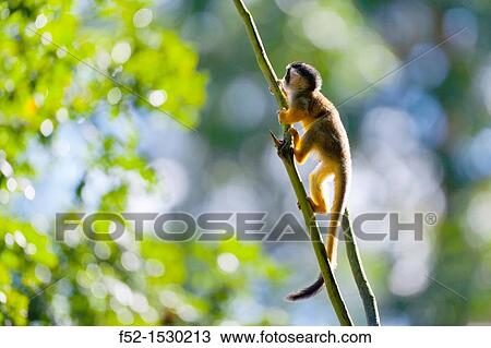SQUIRREL MONKEY Saimiri sp. View Large Photo Image Stock Image - SQUIRREL MONKEY Saimiri sp.. Fotosearch
