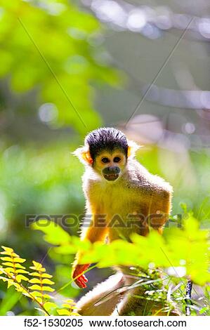SQUIRREL MONKEY Saimiri sp. View Large Photo Image Stock Photography - SQUIRREL MONKEY Saimiri sp.. Fotosearch