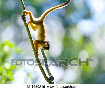 Stock Photography - Squirrel monkey (Saimiri sp. ). Fotosearch