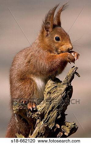 Squirrel (Sciurus vulgaris) is eating a nut, Germany View Large Photo Image Stock Image - Squirrel (Sciurus vulgaris) is eating a nut, Germany. Fotosearch