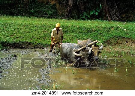 SRI LANKA, FARMER PLOWING FIELD WITH WATER BUFFALOS. View Large Photo Image Stock Image - SRI LANKA, FARMER PLOWING FIELD WITH WATER BUFFALOS.. Fotosearch