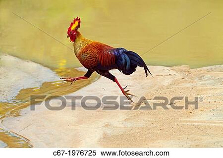 Sri Lanka Jungle Fowl Gallus lafayetii. View Large Photo Image Stock Photography - Sri Lanka Jungle Fowl Gallus lafayetii.. Fotosearch