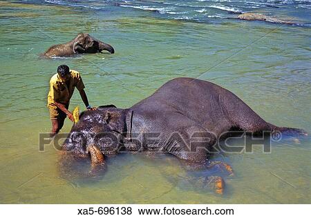 Sri Lanka, Kegalla (near Candy), Pinnawela Elephant Orphanage, handler bathing an elephant View Large Photo Image Stock Photo - Sri Lanka, Kegalla (near Candy), Pinnawela Elephant Orphanage, handler bathing an elephant. Fotosearch