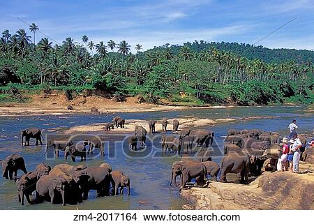 Picture - SRI LANKA, NEAR COLOMBO, ELEPHANTS IN RIVER, TOURISTS.. Fotosearch