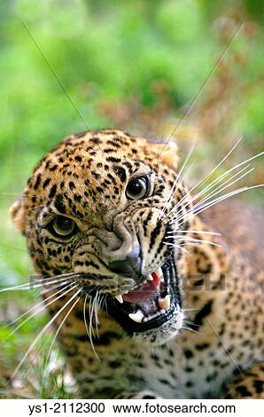 Sri Lankan Leopard, panthera pardus kotiya, Snarling, Defensive Posture. View Large Photo Image Stock Image - Sri Lankan Leopard, panthera pardus kotiya, Snarling, Defensive Posture.. Fotosearch