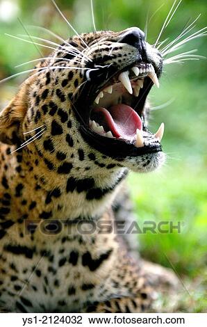 Sri Lankan Leopard, panthera pardus kotiya, Snarling, Defensive Posture. View Large Photo Image Stock Image - Sri Lankan Leopard, panthera pardus kotiya, Snarling, Defensive Posture.. Fotosearch