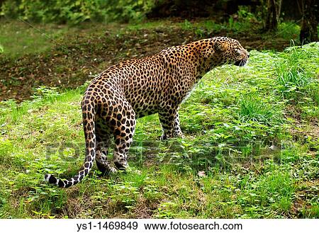 Sri Lankan Leopard, panthera pardus kotiya, Adult View Large Photo Image Stock Photo - Sri Lankan Leopard, panthera pardus kotiya, Adult. Fotosearch