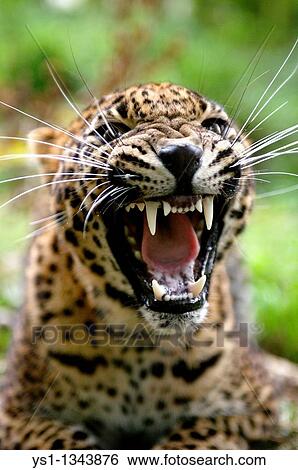 SRI LANKAN LEOPARD panthera pardus kotiya, PORTRAIT OF ADULT WITH OPEN MOUTH IN THREAT POSTURE View Large Photo Image Stock Photograph - SRI LANKAN LEOPARD panthera pardus kotiya, PORTRAIT OF ADULT WITH OPEN MOUTH IN THREAT POSTURE. Fotosearch